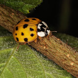 Harlequin Ladybird