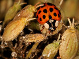 Harlequin Ladybird