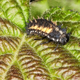 Harlequin Ladybird Larva