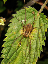 Harvestman