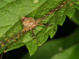 Harvestman