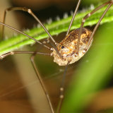 Harvestman