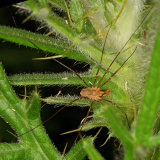 Harvestman