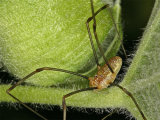 Harvestman