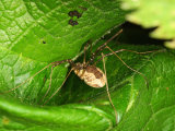 Harvestman