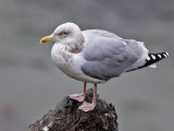 Herring Gull
