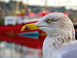 Herring Gull