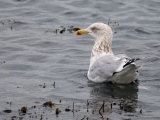 Herring Gull