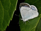 Holly Blue (Celastrina argiolus)