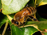 Apis mellifera
