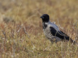 Hooded Crow (Corvus cornix)