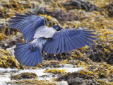 Hooded Crow (Corvus cornix)