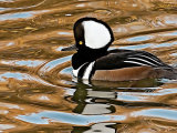 Hooded Merganser (Lophodytes cucullatus)