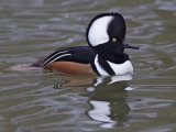 Hooded Merganser (Lophodytes cucullatus)