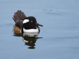 Hooded Merganser (Lophodytes cucullatus)