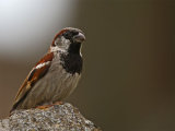 House Sparrow (Passer domesticus)