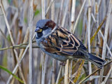 House Sparrow (Passer domesticus)