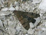 Hummingbird Hawkmoth