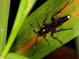 Ichneumon extensorius