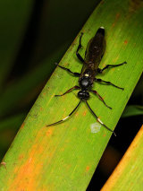 Ichneumon extensorius