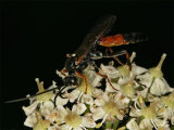 Ichneumon insidiosus