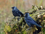Jackdaws (Corvus monedula)