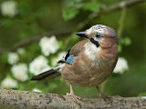 Jay (Garrulus glandarius)