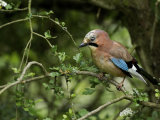 Jay (Garrulus glandarius)