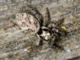 Salticus scenicus