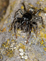 Jumping Spider