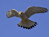 Kestrel