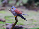 Kestrel