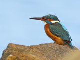 Kingfisher (Alcedo atthis)