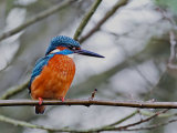 Kingfisher (Alcedo atthis)