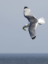 Kittiwake