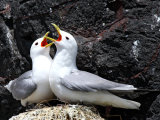 Kittiwakes