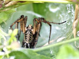 Agelena labyrinthica (Labyrinth Spider)