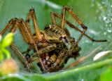 Agelena labyrinthica (Labyrinth Spider)
