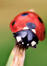 7-Spot Ladybird