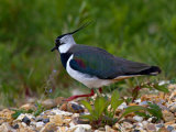 Lapwing