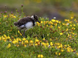 Lapwing