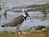 Lapwing
