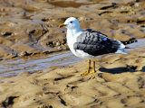 Lesser Black-backed Gull