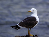 Lesser Black-backed Gull