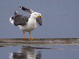 Lesser Black-backed Gull
