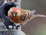 Redpoll