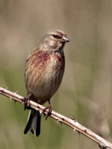 Linnet (carduelis cannabina)