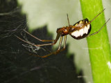 Linyphia triangularis