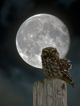Little Owl