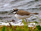 Little Ringed Plover